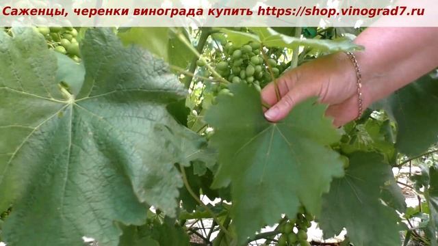 Оплодотворение винограда Монблан. Как выглдит прижженная милдью и трипс.Пузенко Наталья Лариасовна смотреть онлайн