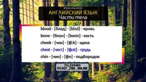 Части тела на английском языке с транскрипцией и переводом ???АНГЛИЙСКИЙ ЯЗЫК?