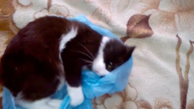 Психованный кот Сэм. смотреть онлайн