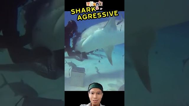 Shark Aggressive #shorts #shortsvideo #viral #viralshorts смотреть онлайн