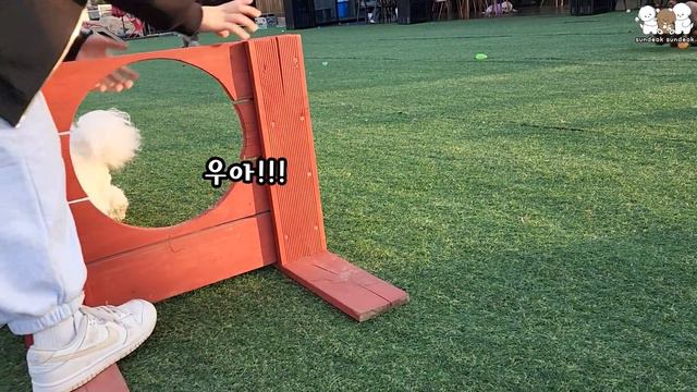 강아지 운동장에서 혀 빠지게 뛰어놀기(축구선수가 꿈) смотреть онлайн