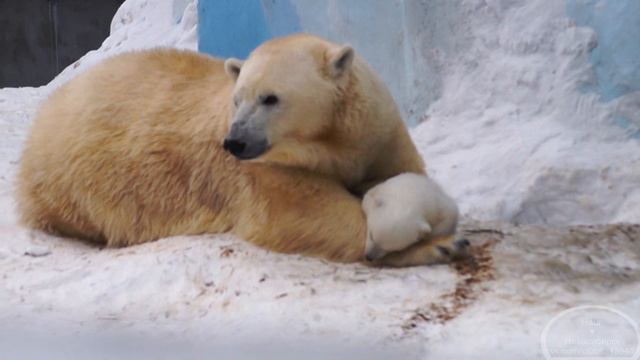 Новосибирский зоопарк, медвежонок Novosibirsk Zoo, Bear смотреть онлайн