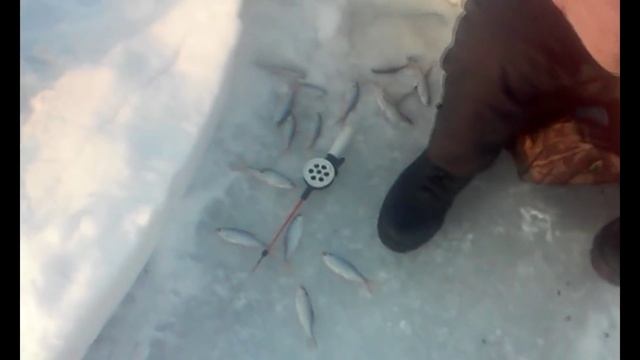 ловим чебака 2 февраля 2016 смотреть онлайн