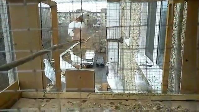 Выпускаем голубей!.. смотреть онлайн