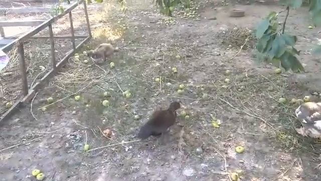 как определить пол у мускусных утят смотреть онлайн