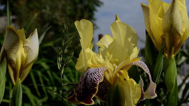 TopArtRelax: NatureVideo & NatureSounds смотреть онлайн