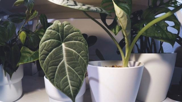 Aroid Time-lapse | Ep.22 Alocasia 'Maharani' The Crazy Guy | 3 Days