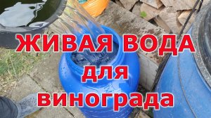 Удобрение для винограда в августе