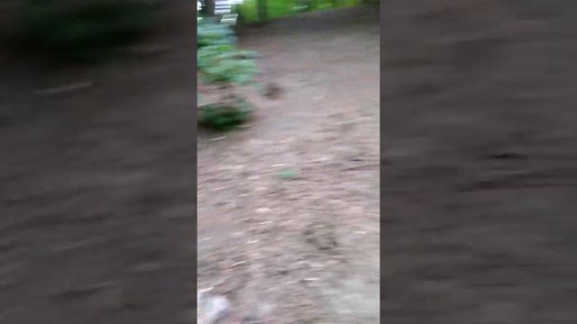 30.05.22 крик сойки смотреть онлайн