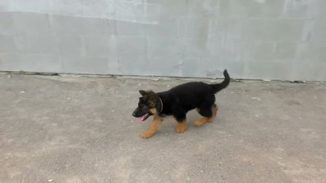 В семье появился ЩЕНОК Немецкой овчарки. The family has a German Shepherd puppy. смотреть онлайн