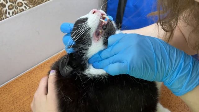 Черныш родил котят? смотреть онлайн