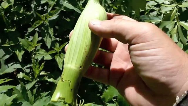 Цветочные почки дягиля 4 июня 2013 смотреть онлайн