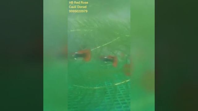 HB Red Rose Cauli Dorsal Fin смотреть онлайн