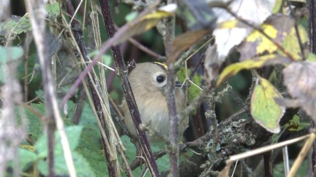 Králíček obecný (Regulus regulus), Goldcrest, Wintergoldhähnchen, Желтоголовый королёк смотреть онлайн