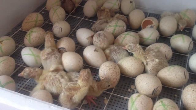 Индюки вывод (Хайбрид Конвертер) часть №-1 смотреть онлайн