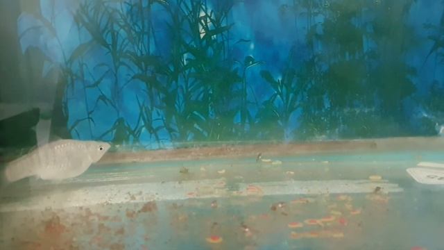 Роды у моллинезии снежинка. Прямая трансляция. Моллинезии. Живородки. Отсадник смотреть онлайн