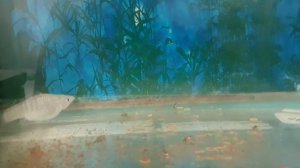 Роды у моллинезии снежинка. Прямая трансляция. Моллинезии. Живородки. Отсадник