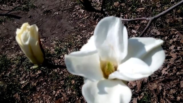 ЦВЕТУТ МАГНОЛИИ - ПРЕКРАСНЫЙ САД! Magnolia has blossomed in Kiev #магнолии #киев смотреть онлайн