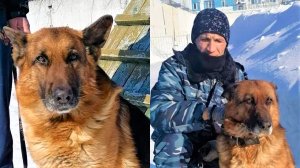В Югре служебные собаки на пенсии ищут хозяев