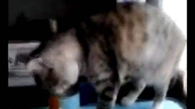 кошка ворует чай! смотреть онлайн