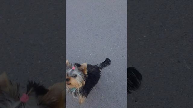 Очень красивый Йорк йоркширский терьер щенок йорка 4 месяца смотреть онлайн