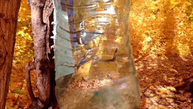 птицы в осеннем лесу смотреть онлайн