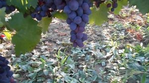 Виноград Мускат Изюмский на 31.07.23г.