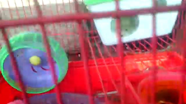 Как ухаживать за хомяками часть 2 в начале прикол🐹🐹🐹🐹🐹 смотреть онлайн