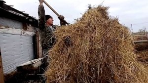 Как разделать рулон сена для коров.