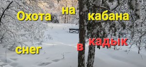 Охота кабан январь 2024