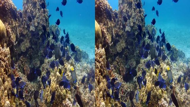 In 3D, The World Beneath The Ocean - A Underwater 3D Channel Film смотреть онлайн