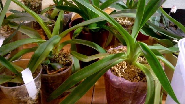 ГРУНТ ДЛЯ ПАФИОПЕДИЛУМА _ КАК СОСТАВИТЬ САМОСТОЯТЕЛЬНО _ смотреть онлайн