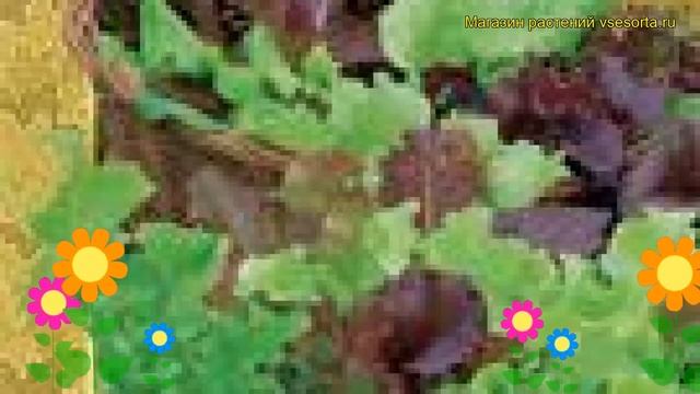 Салат листовой Смесь сортов. Краткий обзор, описание характеристик, где купить семена Smes' sortov смотреть онлайн