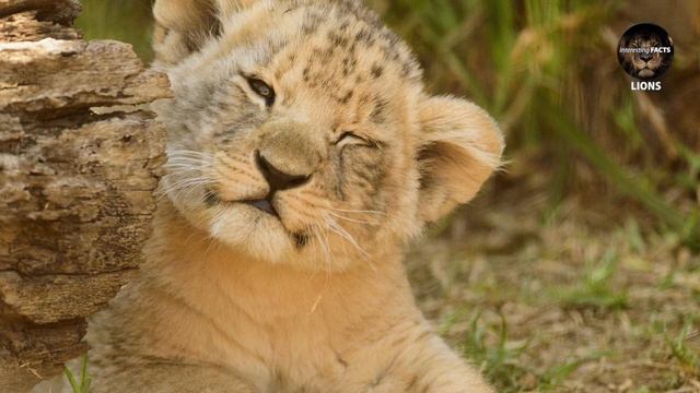 Interesting Facts About Lions