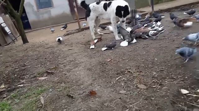 Мелитопольские голуби. Мелитополь - голубиный край, но у каждого своё направление… смотреть онлайн