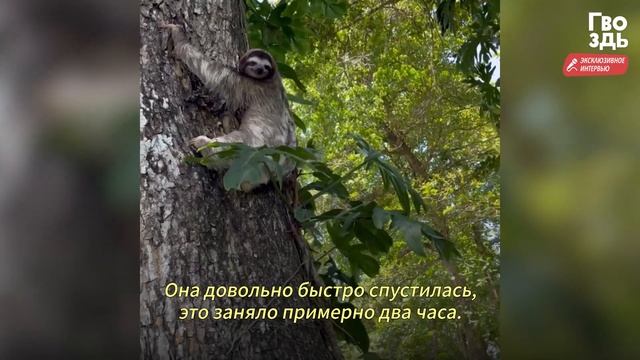 Мама-Ленивец Спешит к Человеку. Только Посмотри, Что у Нее в Лапах смотреть онлайн
