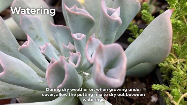 Echeveria Trumpet Pinky Care & Propagation смотреть онлайн