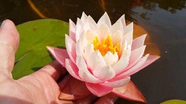 Нимфея WLK Ice and Fire (кувшинка WLK Лед и Пламя), 2018 г, селекционер Хох Константин, Россия. смотреть онлайн