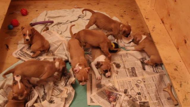 Щенки стаффа- тяжкий труд. GaidJewel's kennel смотреть онлайн