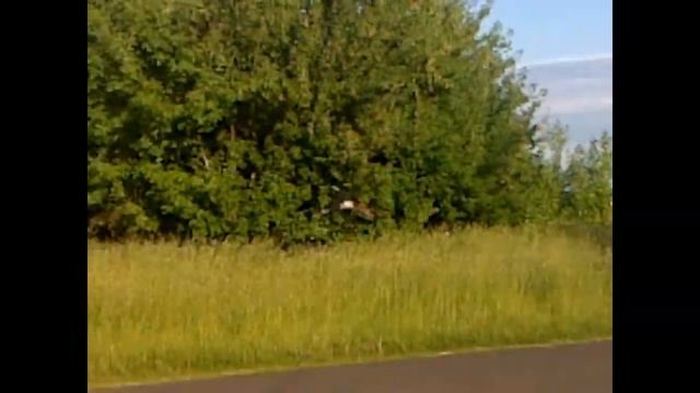 Изготовление деревянного коромысла своими руками/Окучивание картофеля мотоблоком Champion. смотреть онлайн