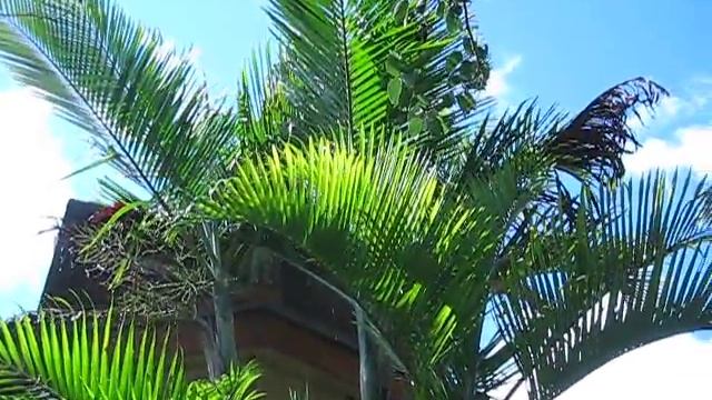 Dypsis cabadae Palm смотреть онлайн