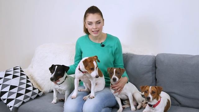 Джек-рассел-терьер. Описание породы | Характер, особенности ухода и содержания смотреть онлайн