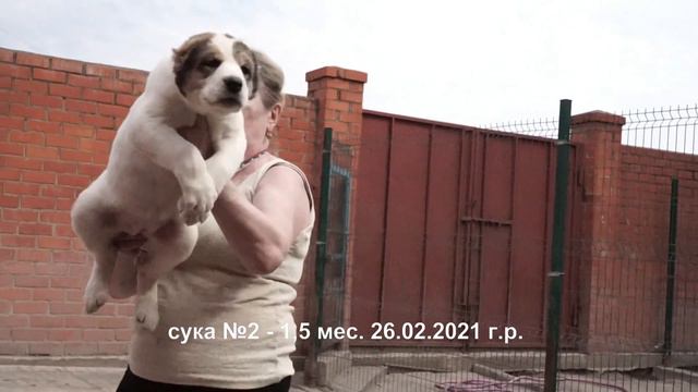 Щенки Среднеазиатской овчарки алабаи 15 мес. www.r-risk.ru 79262205603 Татьяна Ягодкина