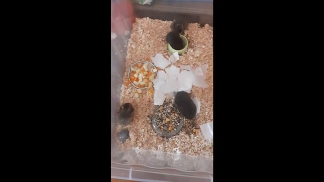 Разделяем хомячат Посмотрите на Софию! смотреть онлайн