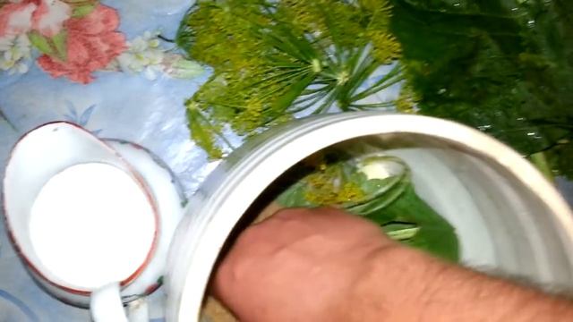 Засолка грибов горячим способом. Как вымачивать скрипицы смотреть онлайн