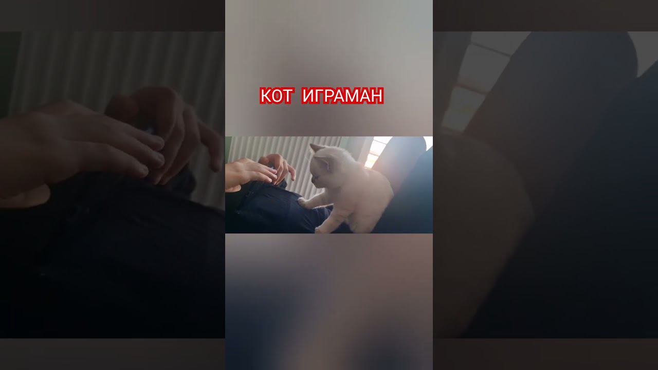 Кот Игроман.  Из Германии в Россию.  Наша жизнь в России.  Жизнь  Британских кошек