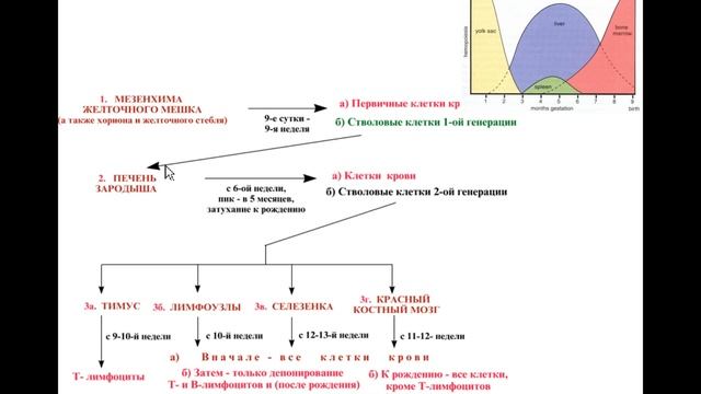Histologiya kafedrası. "лекция 5 стом. Сердечно сосудистая система" смотреть онлайн