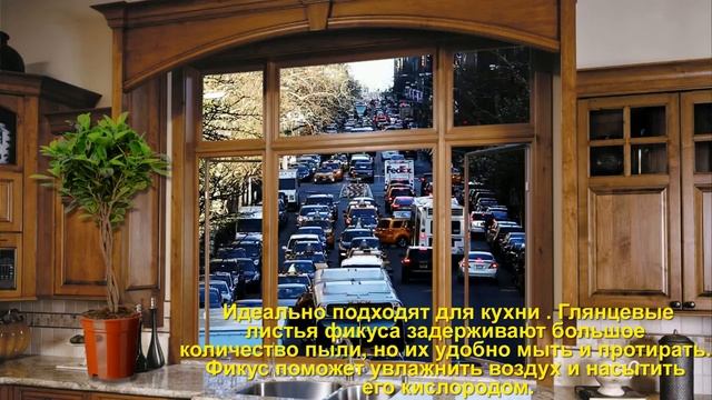 ЧЕТЫРЕ КОМНАТНЫХ РАСТЕНИЯ, КОТОРЫЕ ДОЛЖНЫ БЫТЬ В КАЖДОЙ КВАРТИРЕ смотреть онлайн