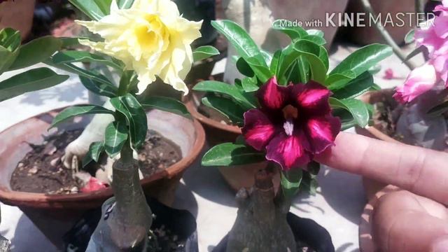 Black Adenium смотреть онлайн