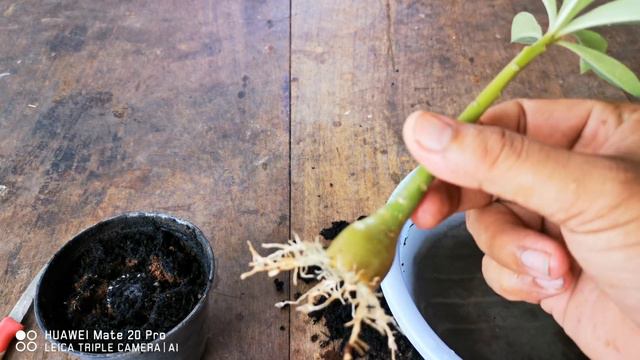 Adenium Root Training From step to step смотреть онлайн